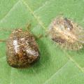 An adult kudzu bug, left, and an immature kudzu bug rest on a kudzu leaf. These insects entered the state in 2012 and now are a pest in soybeans. (Photo by MSU Extension Service/Blake Layton)