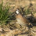 The conservation practice known as CP33 is showing significant results in increasing the bobwhite quail population of the state. (Photo by MSU University Relations/Russ Houston)