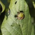 Mississippi State University recently changed its recommendations on when to treat for stinkbugs in soybeans. This Southern green stinkbug is in its nymph phase. (Photo by MSU Extension Service)