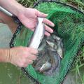 This pond-raised catfish has been infected by trematodes, visible as bumps just under the skin. This parasite reduces catfish feed consumption, which increases the time it takes for fish to grow to market size. (Photo by MSU Delta Research and Extension Center/Jimmy Avery)