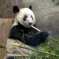 Gastrointestinal diseases are major causes of death among wild and captive pandas. Mississippi State University researchers are working with the Memphis Zoo to learn about the digestive processes of pandas, such as this giant panda housed at the zoo. (File photo by MSU Ag Communications/Kat Lawrence)