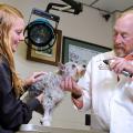 Dr. Andy Shores, right, chief of neurosurgery and neurology at the Mississippi State University College of Veterinary Medicine, and Ashley Wicha, a veterinary technologist, check a patient's brain stem reflexes. (Photo by MSU College of Veterinary Medicine/Tom Thompson)