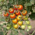 Tomatoes on a vine.