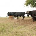 A woman wearing a white visor, maroon shirt, jeans, and boots marks a clipboard as five cows and three calves rest under a tree.