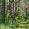 A green forest of trees.