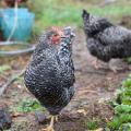 Two black chickens in a garden.