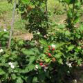 Blackberries growing.