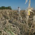 Erick Larson, grain crops specialist with Mississippi State University's Extension Service, surveys wind damage in this Monroe County field on September 1. Among Mississippi's row crops, corn may have suffered the most damage from Hurricane Katrina's winds with yields being reduced by up to 20 percent. Trying to harvest the downed corn will take growers up to five times longer, using up precious fuel and time.