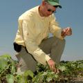 Coley Little Bailey of Yalobusha County checks to see how some of his cotton is coping with the hot, dry conditions in mid-June. Bailey planted wheat after last fall's cotton harvest to assist the 2006 cotton crop. Bailey applies a herbicide a couple of weeks before spring planting to kill the wheat. The cover crop then provides wind protection for young cotton, and its massive root system helps the soil retain moisture longer during droughts.