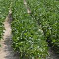 Many east Mississippi soybeans, such as these growing on Mississippi State University's North Farm, have received timely rains and have the potential to make a good crop. (Photo by Scott Corey)