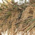 Yields look good so far for Mississippi's rice harvest, which began in mid-August. Reduced yields are expected on rice that was pollinated in the extreme heat of early August. (Photo by MSU Delta Research and Extension Center/Rebekah Ray)