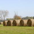 A grower in Oktibbeha County, Miss., has hay bales in the field and fall grasses already coming up on Oct. 26, 2012. This year's hay crop has the potential to be the fourth most valuable crop in the state, behind soybeans, corn and cotton. (Photo by MSU Ag Communications/Tim McAlavy)