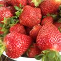 Harvest began later than usual for Mississippi's strawberries, such as these picked at Reyer Farms in Leake County on April 29, 2014, but cooler weather may extend the season. (Submitted photo)