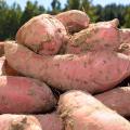 With sweet potato harvest halfway done in Mississippi, growers are finding a beautiful but small crop. (Photo by MSU Ag Communications/ Kevin Hudson)