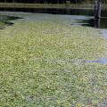 Prevention is the best way to control pond weeds, such as this American pondweed growing in Clay County in 2008, but physical, mechanical, biological and chemical control measures can be used once weeds become established. (File photo courtesy of Wes Neal)