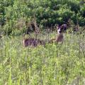 White-tailed deer, such as this buck grazing in a Bolivar County, Miss. field, play an important role in the larger ecological landscape and are part of the public trust. (File photo by MSU Extension Service/Bill Hamrick)