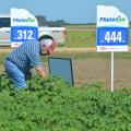 Award-winning farmer Paul Good examines cotton growing in Noxubee County during a Mississippi State University field tour on July 12, 2017. Good said he remembers a time when farmers did not grow cotton in the area, mostly because of boll weevils. (Photo by MSU Extension Service/Linda Breazeale)