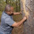 Man examining a pine tree for evidence of beetles