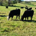 Two beef cattle grazing in a green pasture.