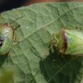 Due to recent heavy rains, many producers have been unable to effectively treat soybean fields for Redbanded stink bugs, a significant and less common insect pest in areas of the Southeast. An emergency forum will be held at 2 p.m. on Aug. 17 at the Capps Center in Stoneville, Mississippi, to address producer concerns. (Photo by MSU Extension Service/Angus Catchot)