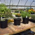 Three varieties of milkweed grow in four containers inside a greenhouse at the Mississippi State University South Mississippi Branch Experiment Station in Poplarville.