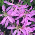 Long, narrow lavender flower petals open wide among the dark green leaves.