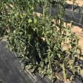 The leaves of green tomato plants droop on the plants