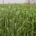 Green wheat plants emerge from the ground.