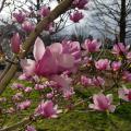 Saucer magnolias bloom before the leaves emerge, making their huge flowers the main attraction. (Photo by MSU Extension/Gary Bachman)