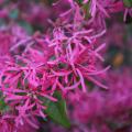 Deep pink blossoms cover the mostly bare branches of a shrub.