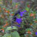 Several deep blue flowers line the upright stem of a plant.