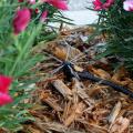 A sprinkler with a black hose nestled in light brown pine straw lightly sprays pink flowers.