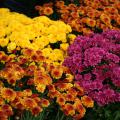 Two yellow and orange mums bloom on either side of a yellow mum and a purple mum.