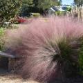 A mass of pink grasses billows beside a stone bench in a garden with greenery all around.