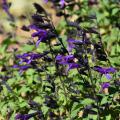 Small, vivid purple flowers bloom from dark spikes against a green background.