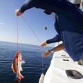 A man in a boat holds a red snapper fish with a hook-and-line mechanism.