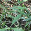 A closeup of signal grass blades shows grayish areas from armyworm damage.