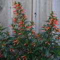 Dozens of small, orange, tube-shaped flowers line the upright branches of a small bush.