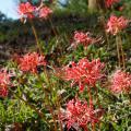 Several spidery, red blooms rise on slender stems above a grassy background.