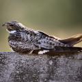 Common nighthawk resting on cross post