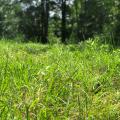 A close-up of tall grass with trees in the background.