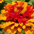 A multicolored orange bloom is fully open over green leaves.