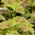 Maroon veins stand out on a sea of chartreuse leaves.