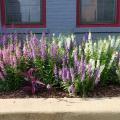 Dozens of white and purple flower stalks rise from a stand of green plants in a cement planter.