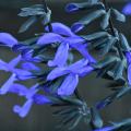 Delicate, funnel-shaped blue flowers line the upright stalks of a plant.