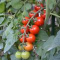 Tomatoes line a branch in two rows, with colors ranging from red to green.