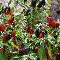 Red and black fruit rise vertically above green leaves.