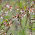 A bee gathers pollen form a blueberry bloom.