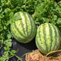 Two watermelons on the vine.