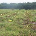 Ruined watermelons lie in a muddy field.